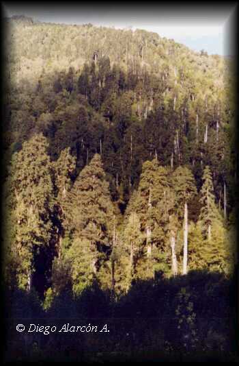 Bosque de Alerces