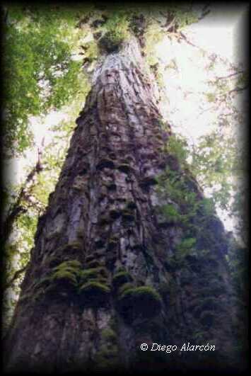 Hábito de Fitzroya cupressoides