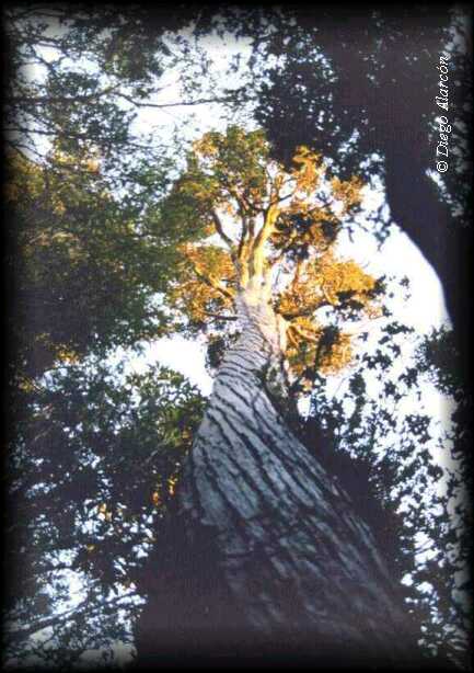 Fitzroya cupressoides