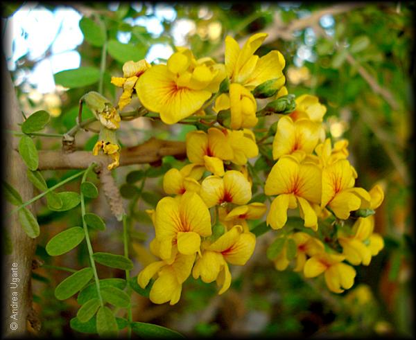 Flores de Geoffroea decorticans, el Chañar