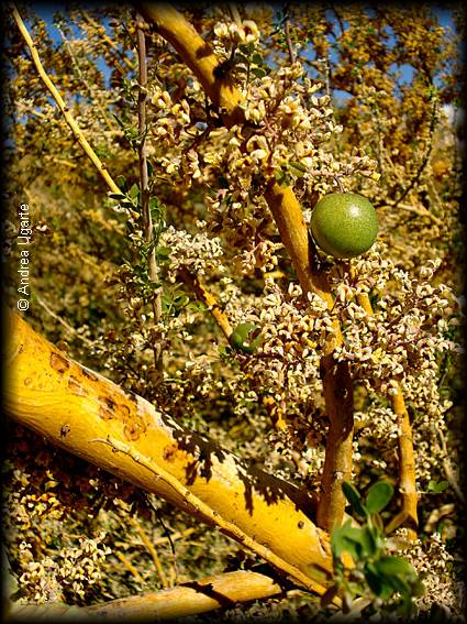 Frutos de Geoffroea decorticans, el Chañar