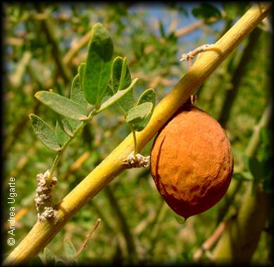 Fruto de Geoffroea decorticans, el Chañar