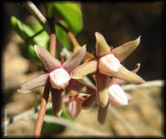 Flor de Cynanchum boehhaviifolium