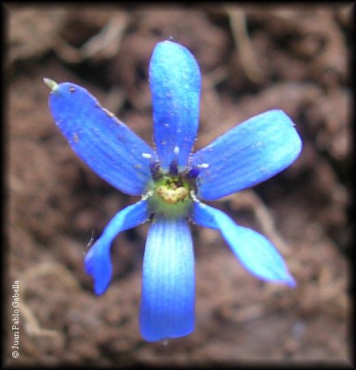 Flor de Tecophilaea violaeflora