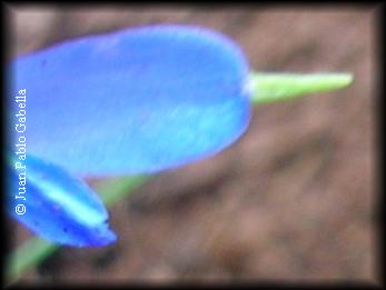 Detalle punta de petalo de Tecophilaea violaeflora Bertero ex Colla