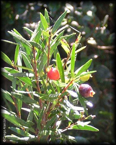 Fruto de Myrceugenia pinifolia