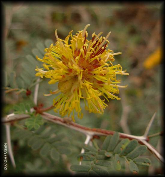 Flor de Prosopis strombulifera