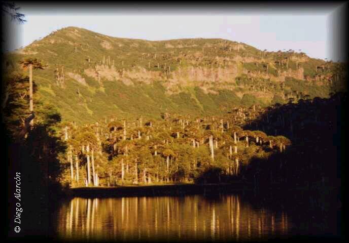 Araucaria araucana en Parque Nacional Tolhuaca